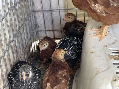 Barred Rock and Rhode Island Reds chickens chicks