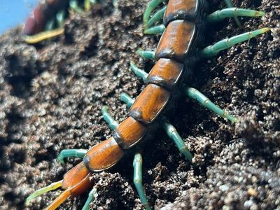 Tarantulas, Scorpions, Centipedes