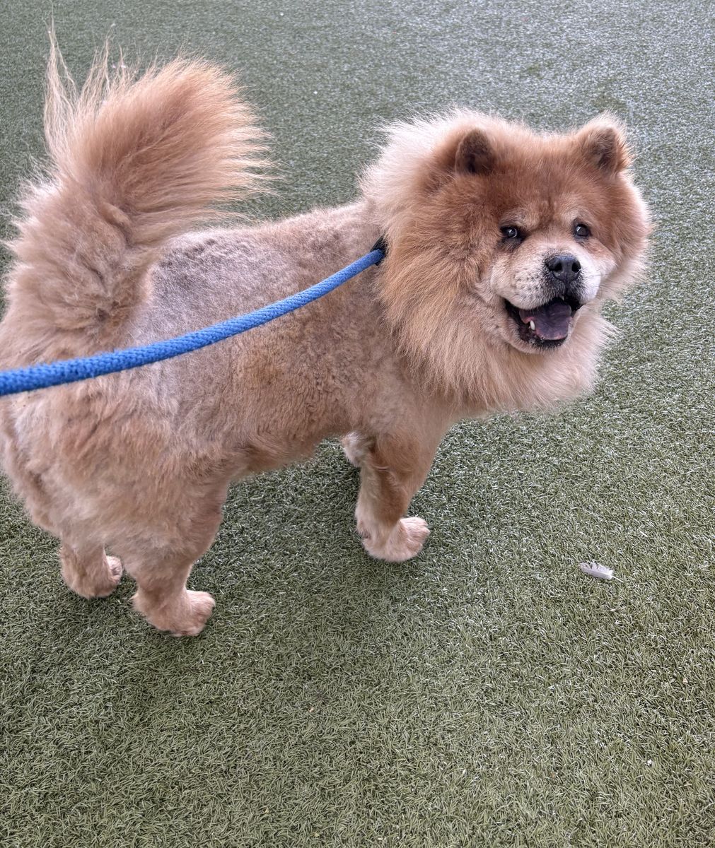 A163121 Safari is Available for Adoption!