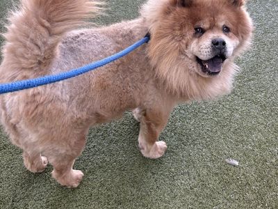 A163121 Safari is Available for Adoption!
