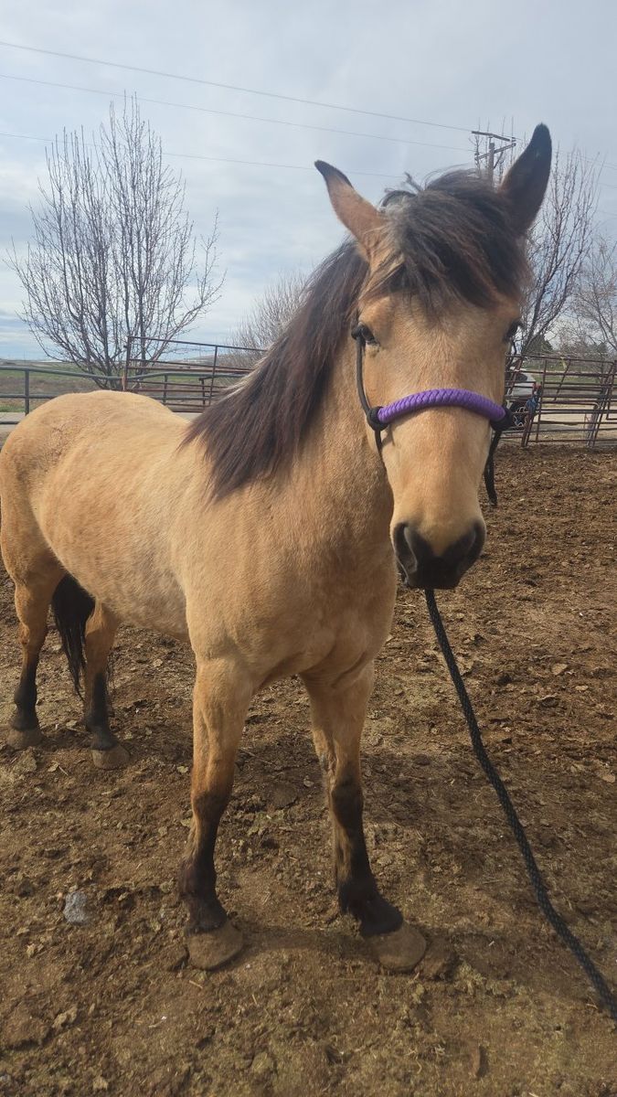 4 yr old mare