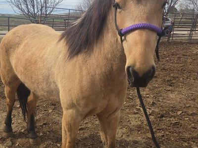 4 yr old mare