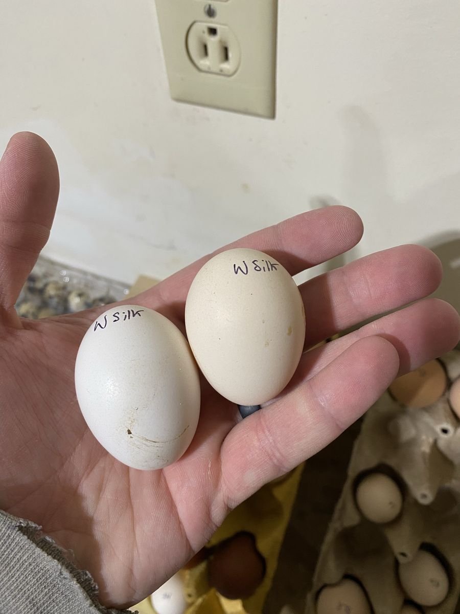 Silkie & Showgirl Silkie Hatching Eggs