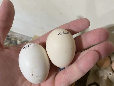 Silkie & Showgirl Silkie Hatching Eggs