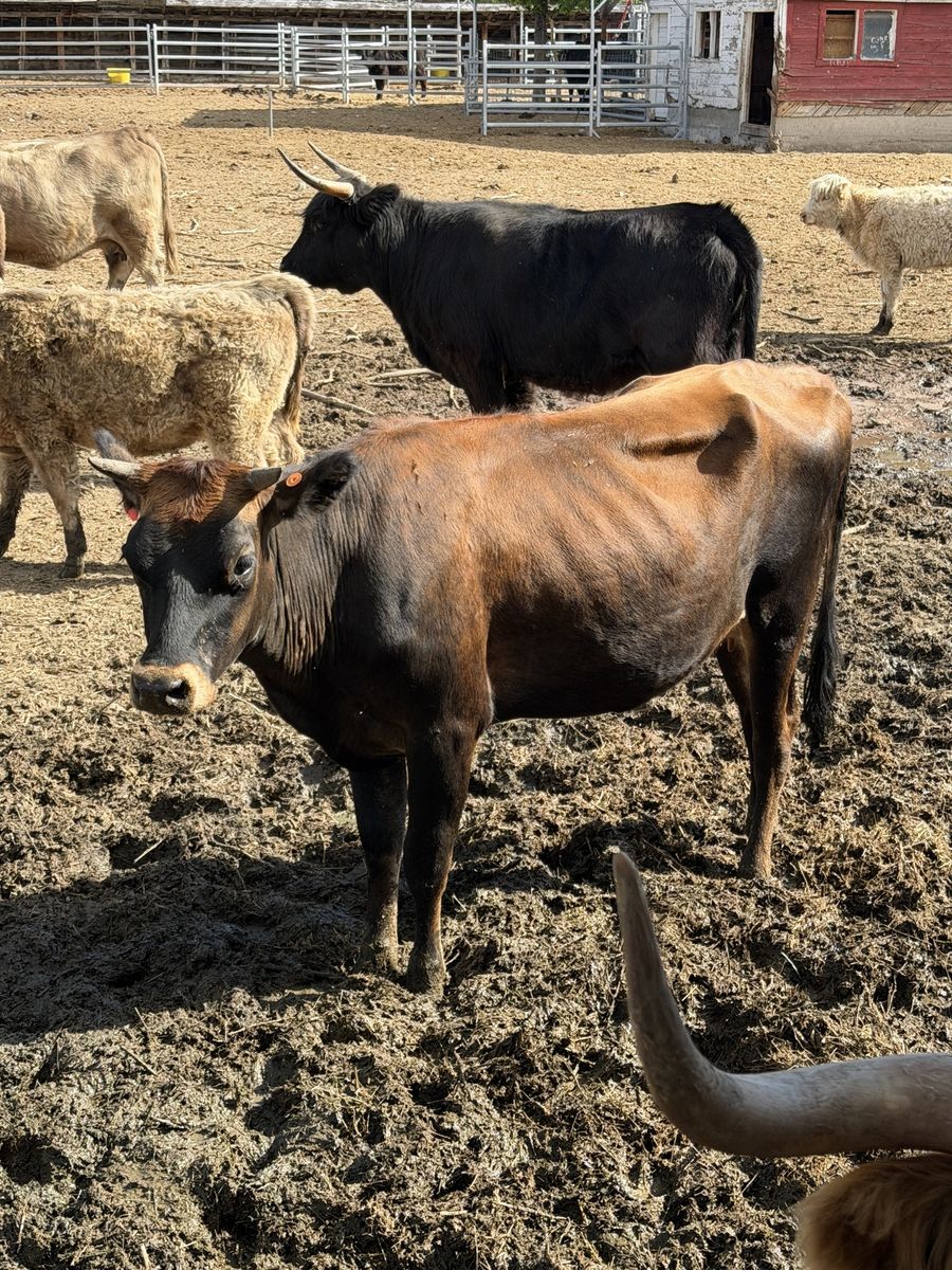 2- Jersey Heifers Exposed With Mini Highland Bull