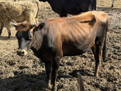 2- Jersey Heifers Exposed With Mini Highland Bull