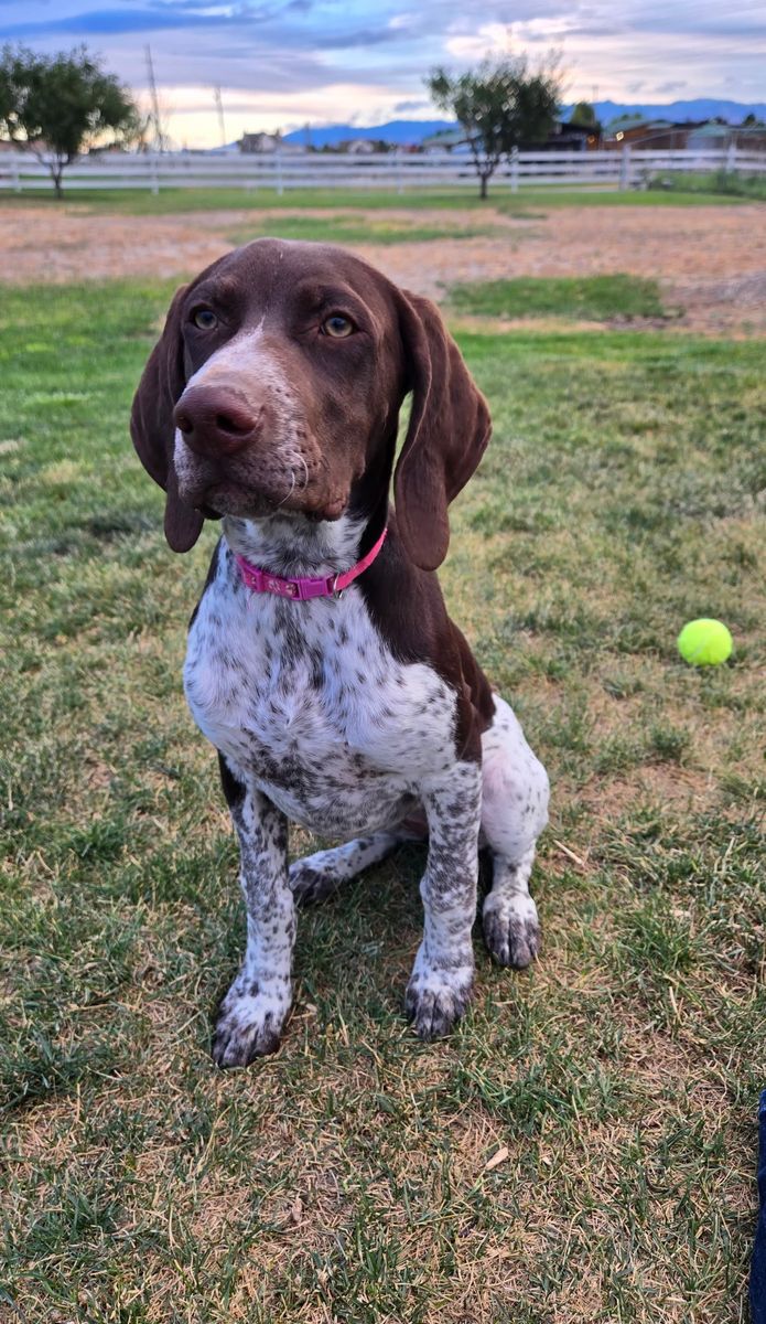 "I'm a Big Girl, Now!" I'm kennel trained, sleep through the night, and want to learn more.