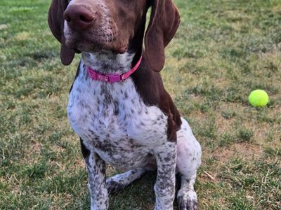 "I'm a Big Girl, Now!" I'm kennel trained, sleep through the night, and want to learn more.