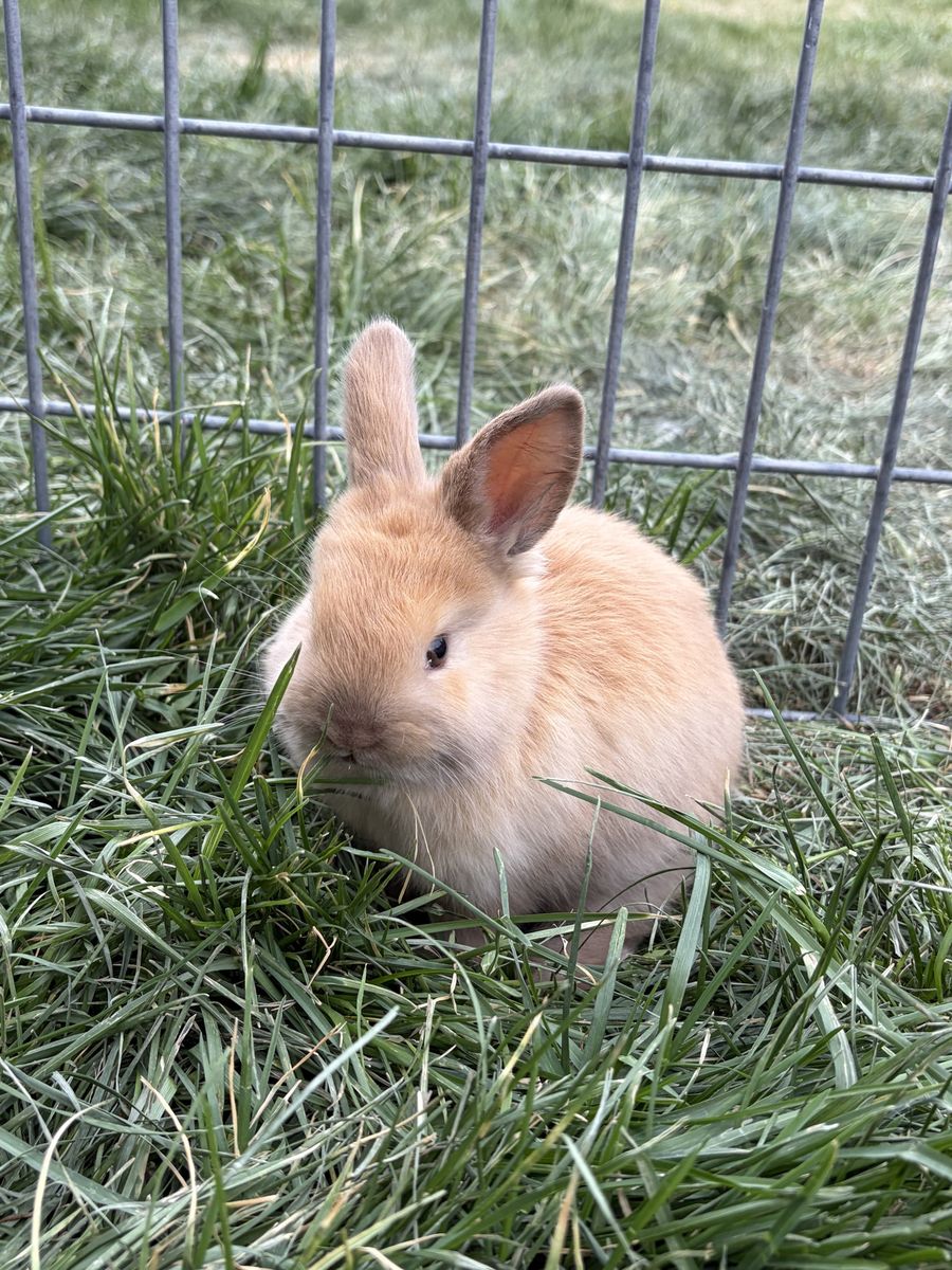 Mini Rex/Holland Lop Cross