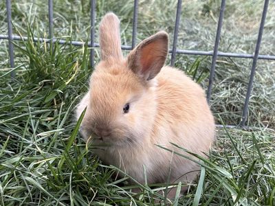 Mini Rex/Holland Lop Cross