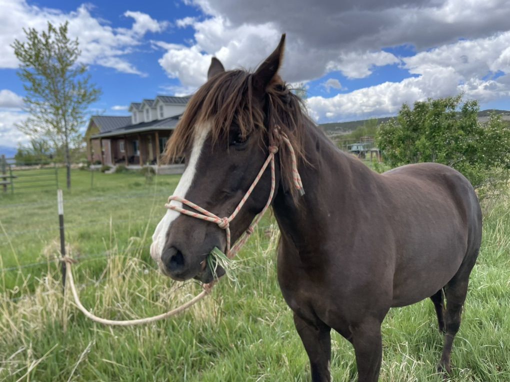 Foxtrotter Gelding