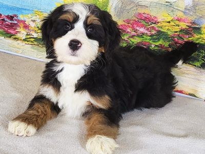 Girl Ivy - Mini Bernedoodle $1500