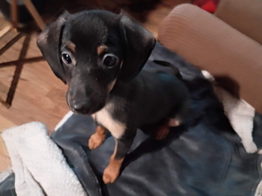 male dachshund puppy