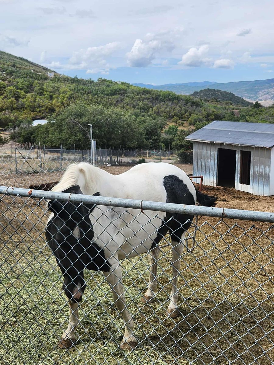 Registerable Paint Mare