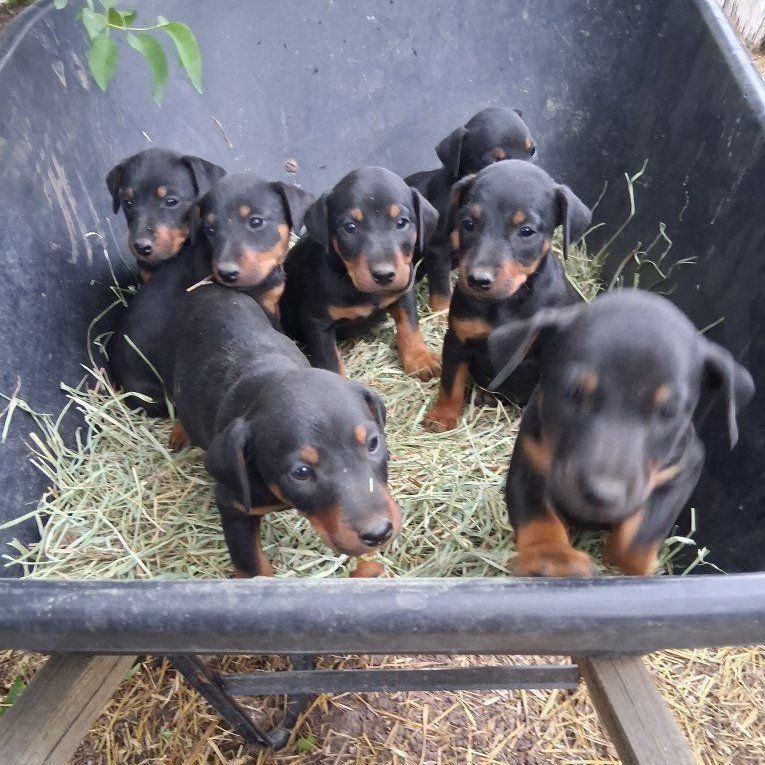 GJTA Reg. German Jagd Terrier puppies.