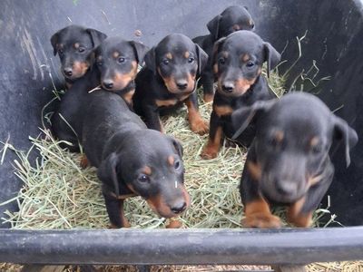 GJTA Reg. German Jagd Terrier puppies.