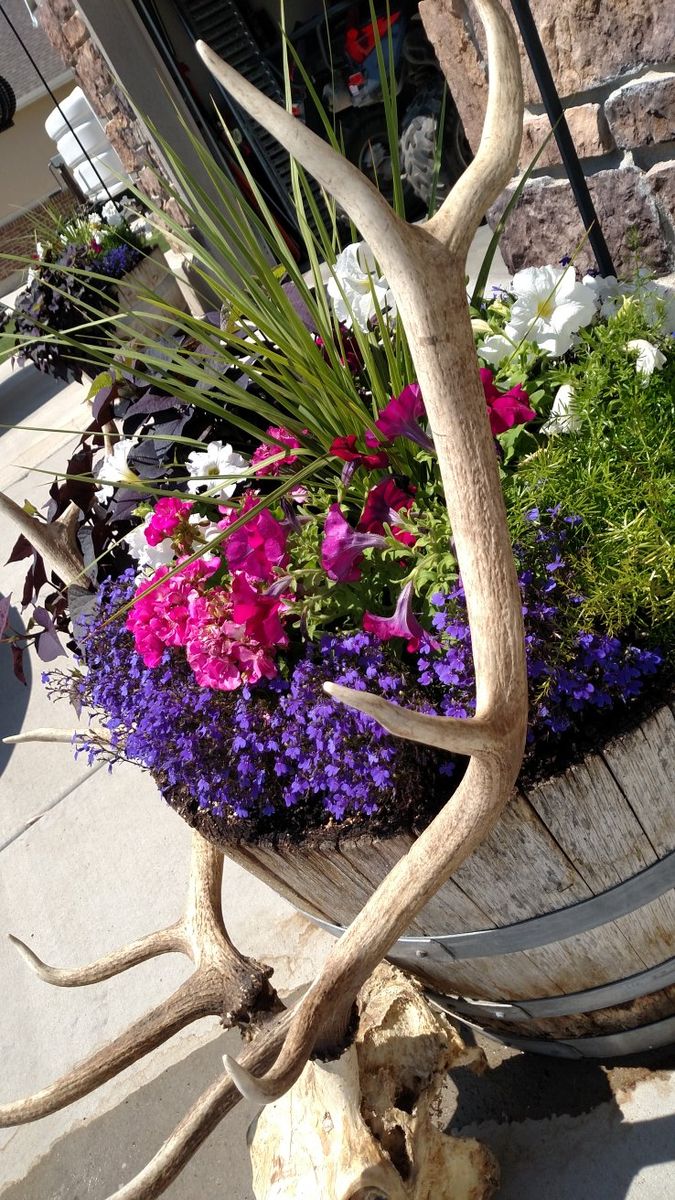 Elk Skull and Antlers