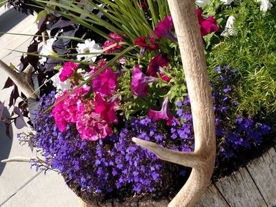 Elk Skull and Antlers