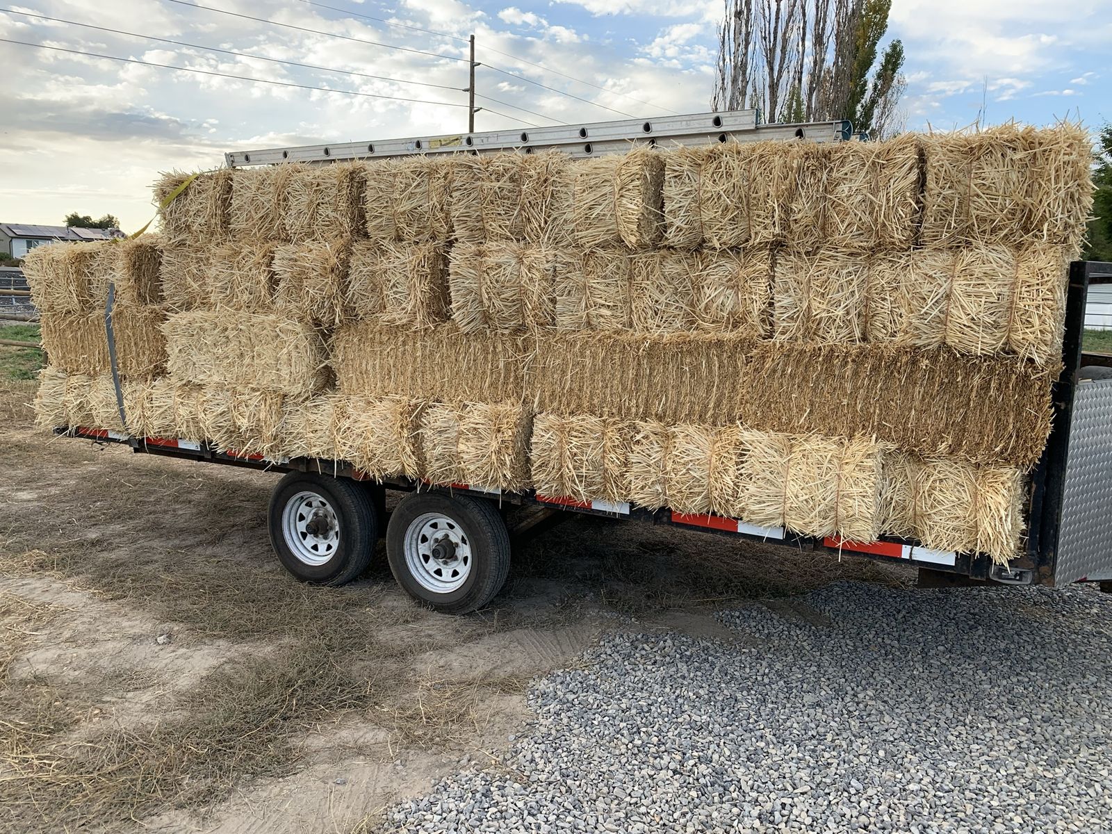 Wheat Straw (Non Organic)