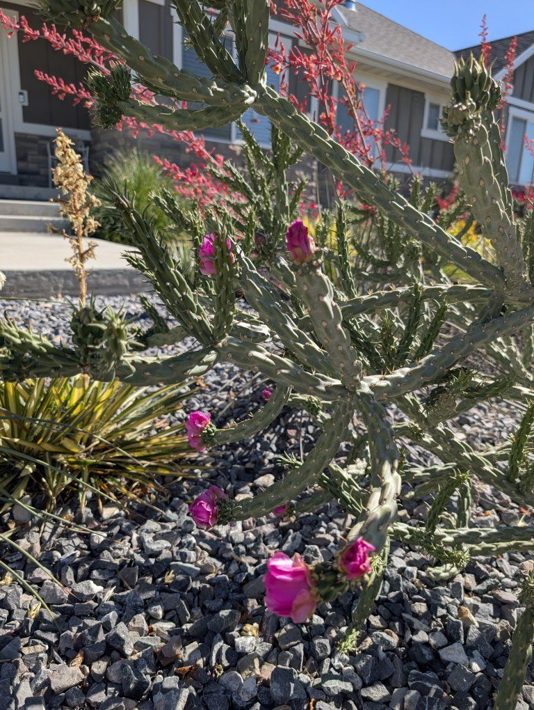 Eve's needle cactus, xeriscape 