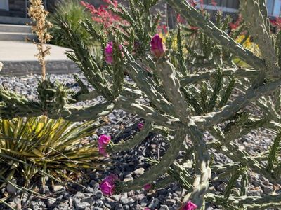 Eve's needle cactus, xeriscape