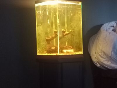 Fish tank
