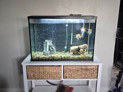 Free 55 gallon fish tank along with 3 angel fish plus the stand.