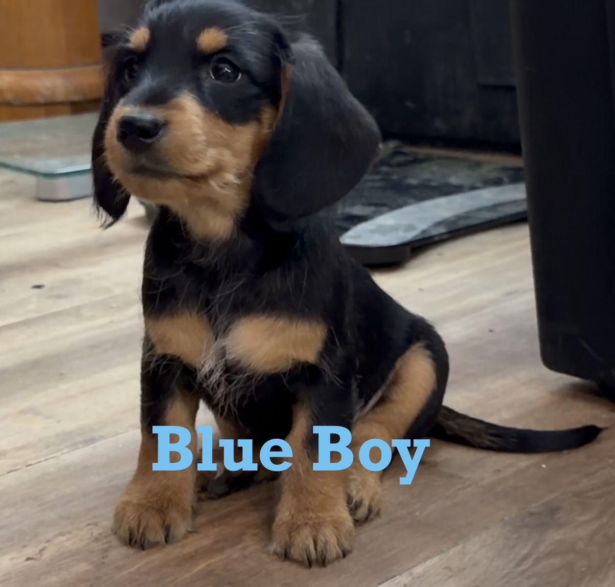 Miniature Dachshund Puppies  (Weiner Pups)