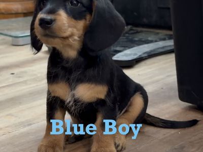 Miniature Dachshund Puppies (Weiner Pups)