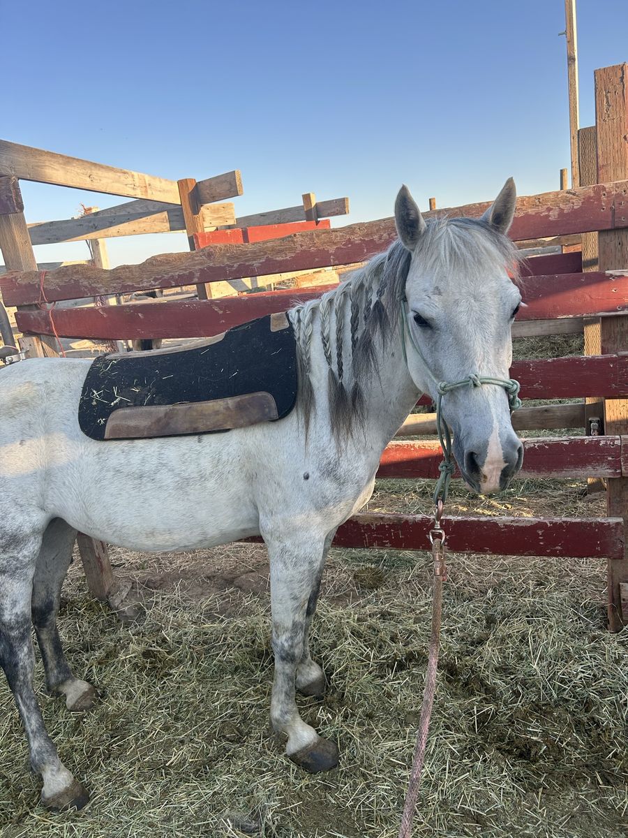Project Mare