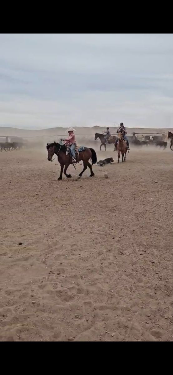 Pony gelding/ Rope horse