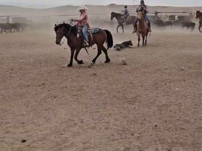 Pony gelding/ Rope horse