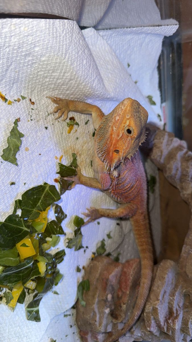 Female Bearded Dragon Up For Grabs