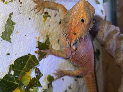 Female Bearded Dragon Up For Grabs