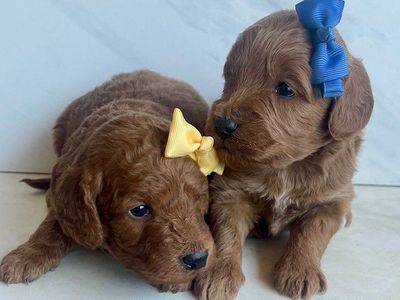 Exceptional Deep Red Mini Goldendoodle (F1B) Puppies