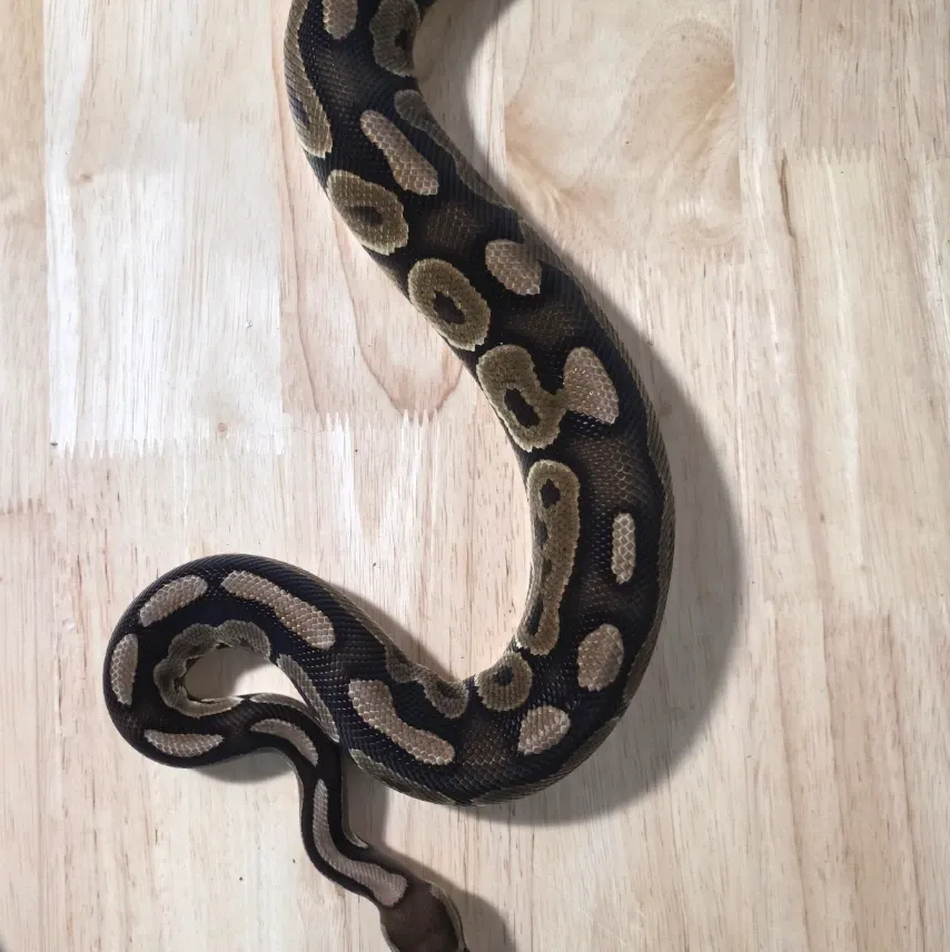 Ball Python