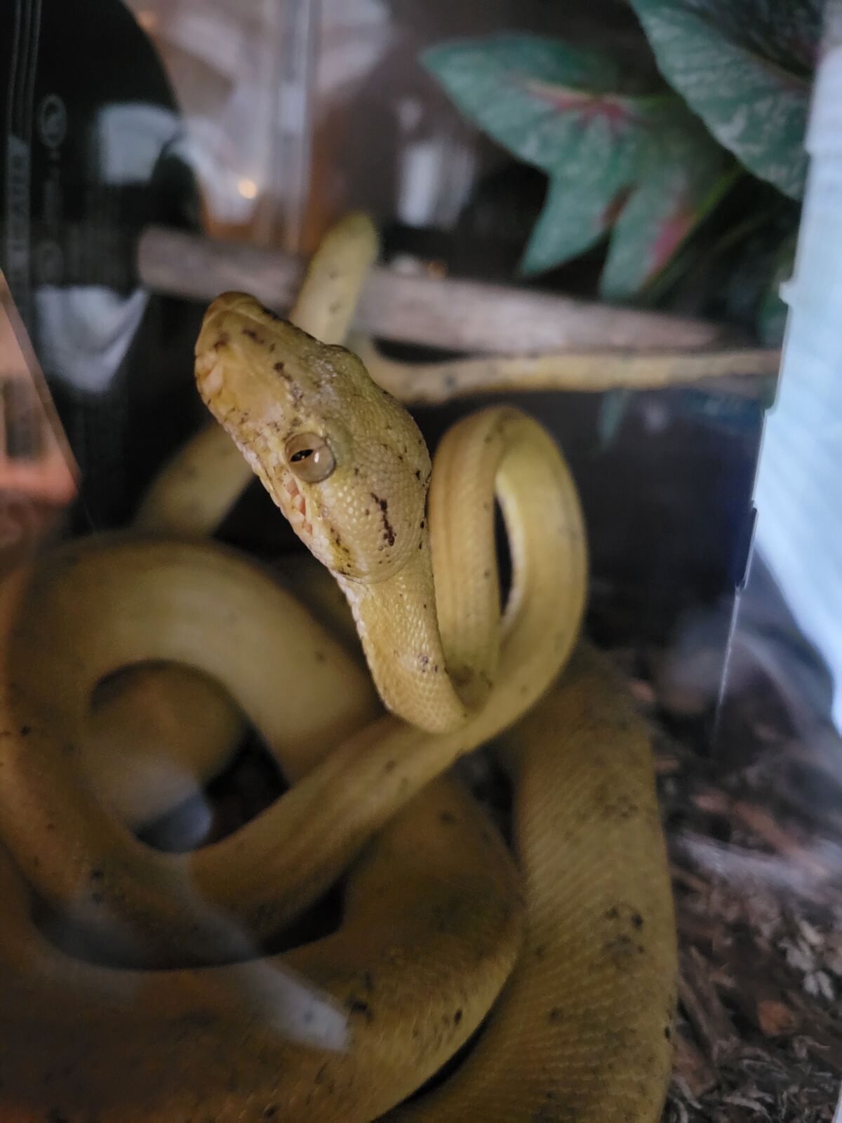 Beautiful Amazon Tree Boa