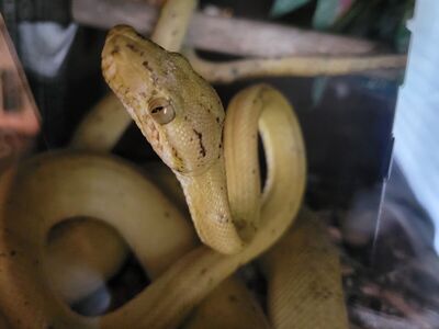 Beautiful Amazon Tree Boa