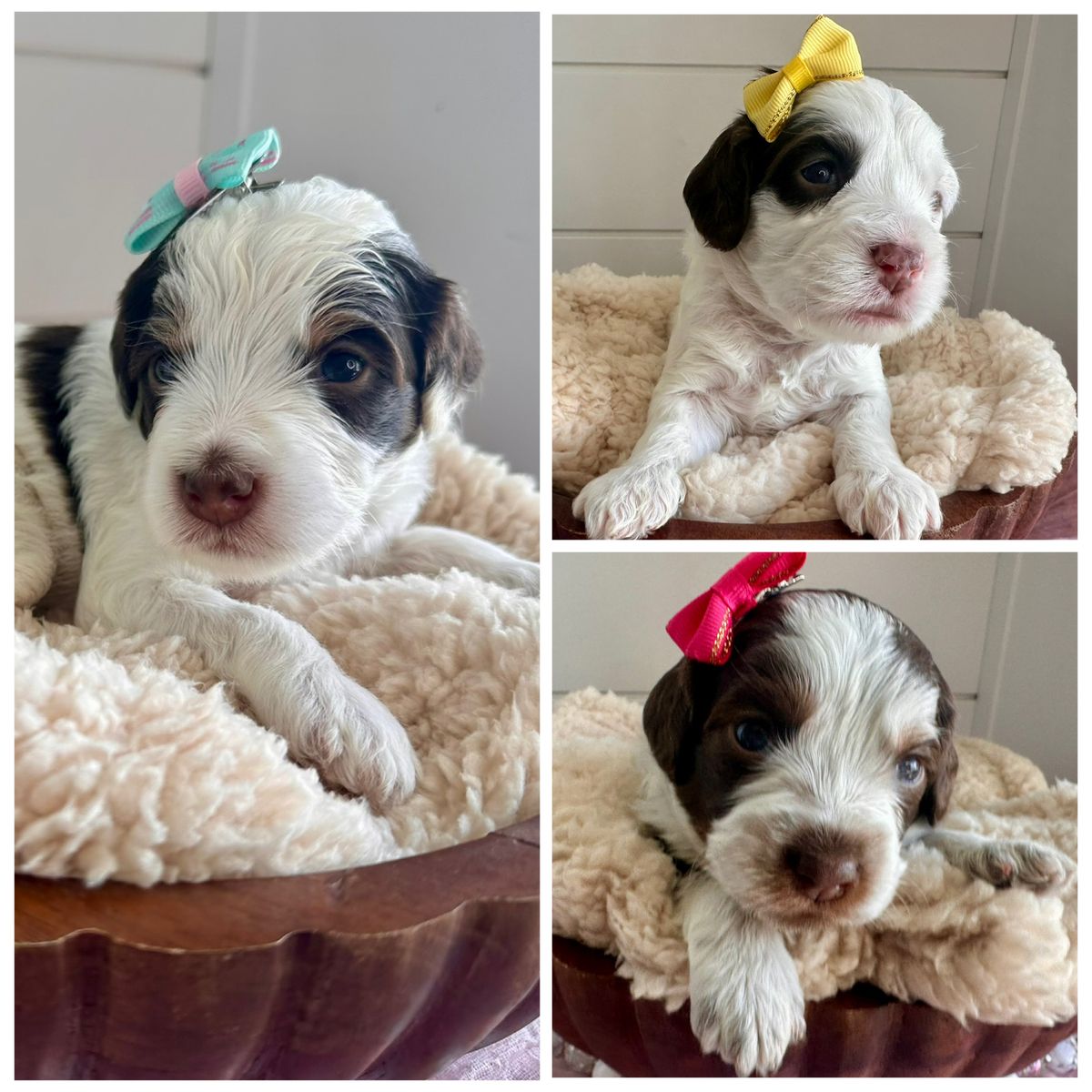 Mini Australian Bernedoodles