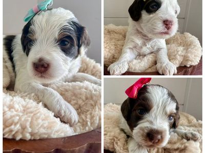 Mini Australian Bernedoodles