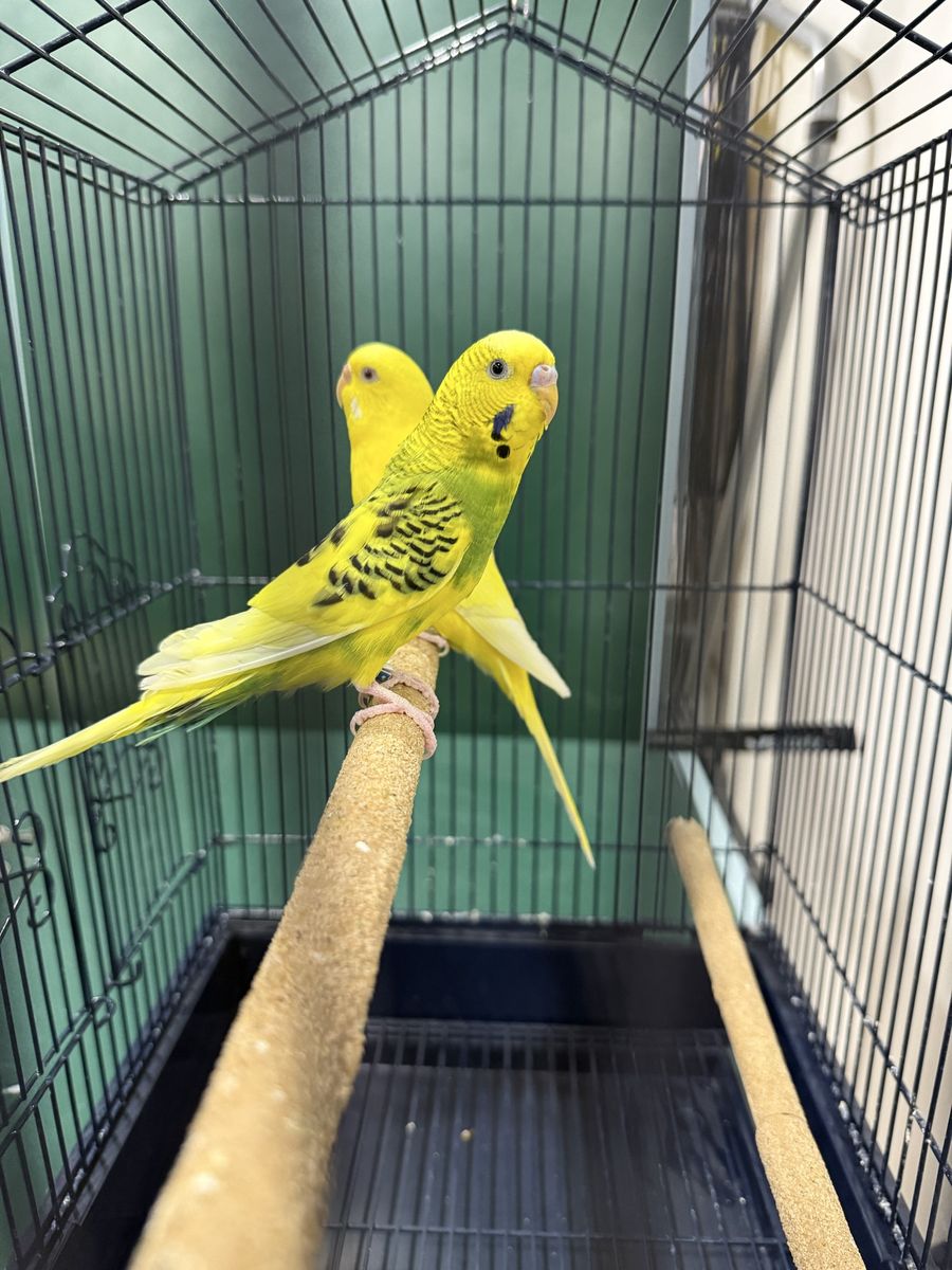Parakeets Breeding Pair