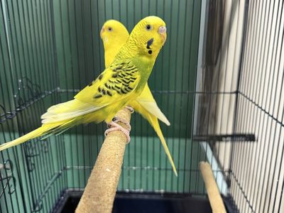 Parakeets Breeding Pair