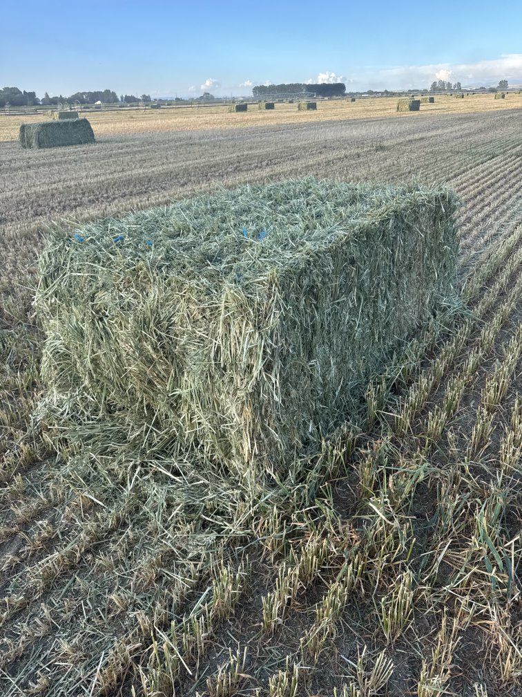 Alfalfa and 3 way hay for sale.