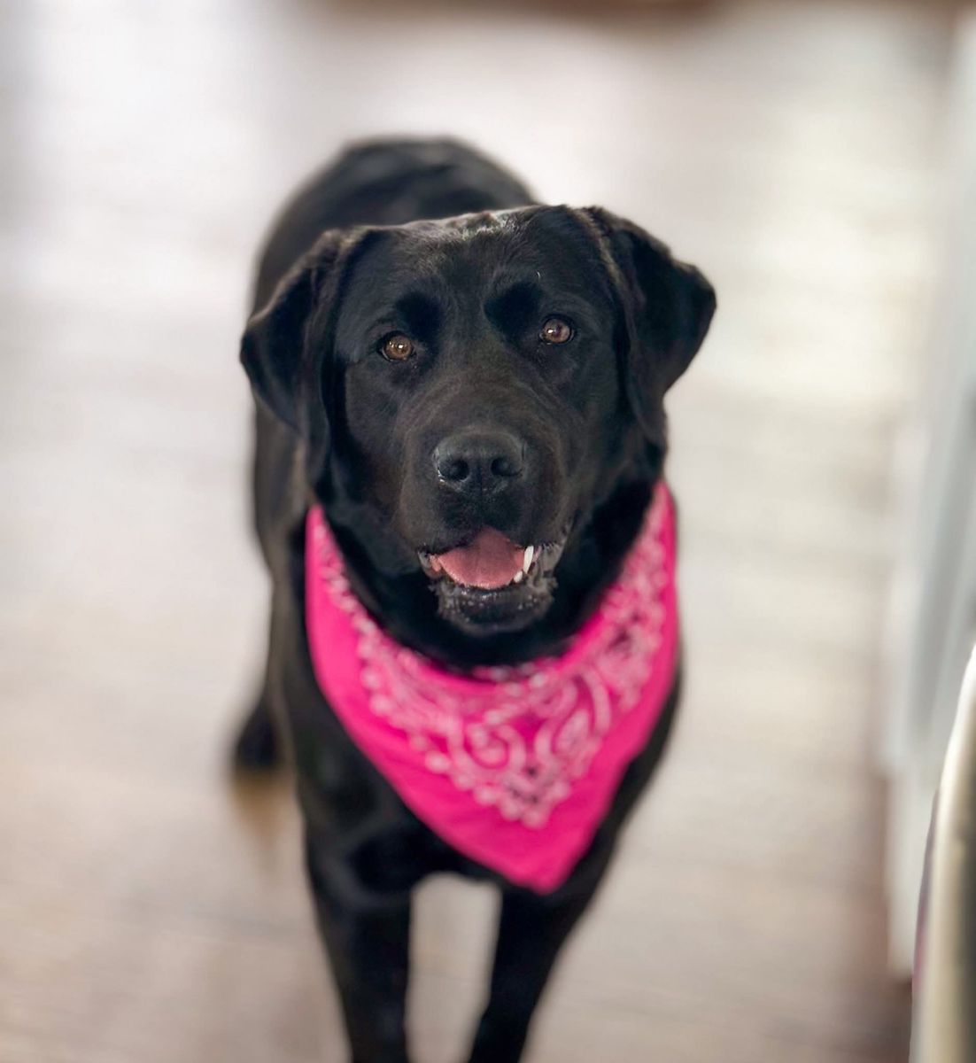 Purebred Labrador Retriever