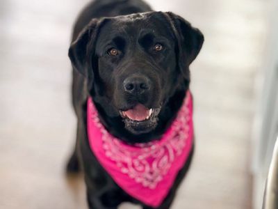 Purebred Labrador Retriever