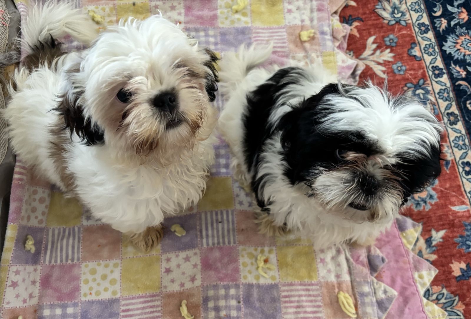 Adorable FEMALE Shih Tzu Puppies