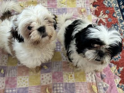 Adorable FEMALE Shih Tzu Puppies
