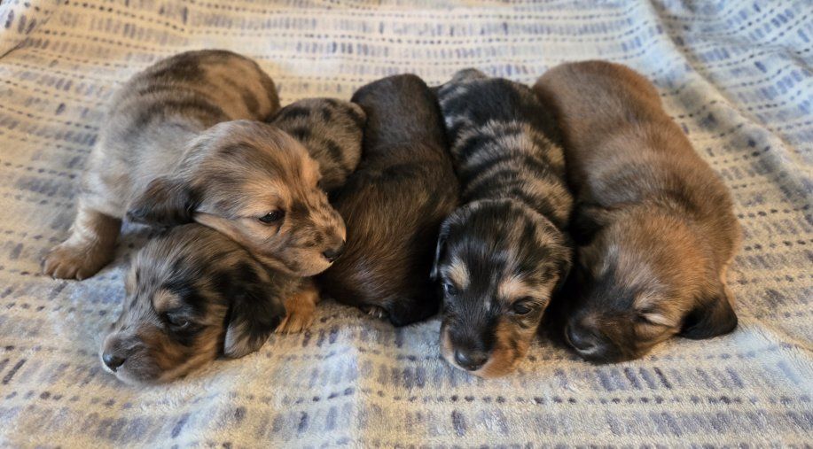 Mini Dachshund Puppies (Non-AKC)