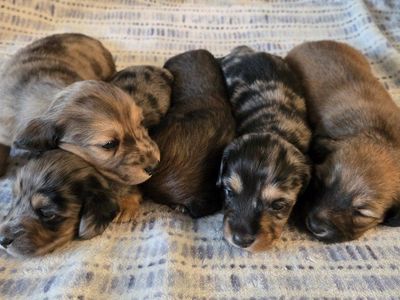 Mini Dachshund Puppies (Non-AKC)
