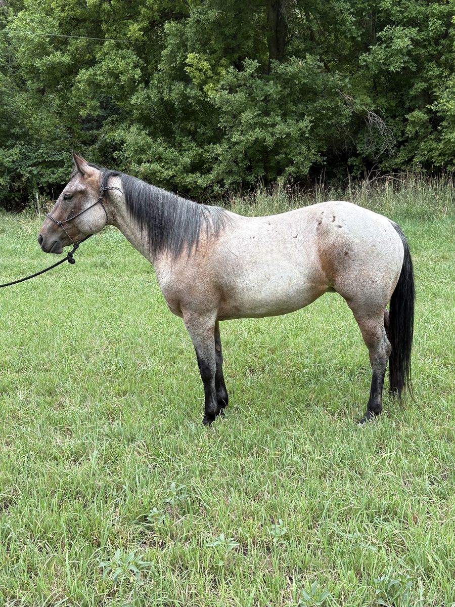 Four Year Old AQHA Bay Roan Mare
